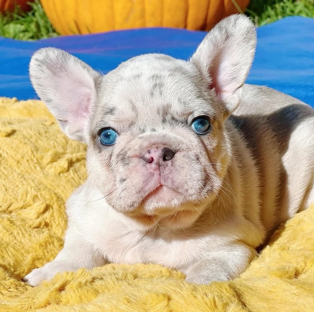 Bella female Bella female